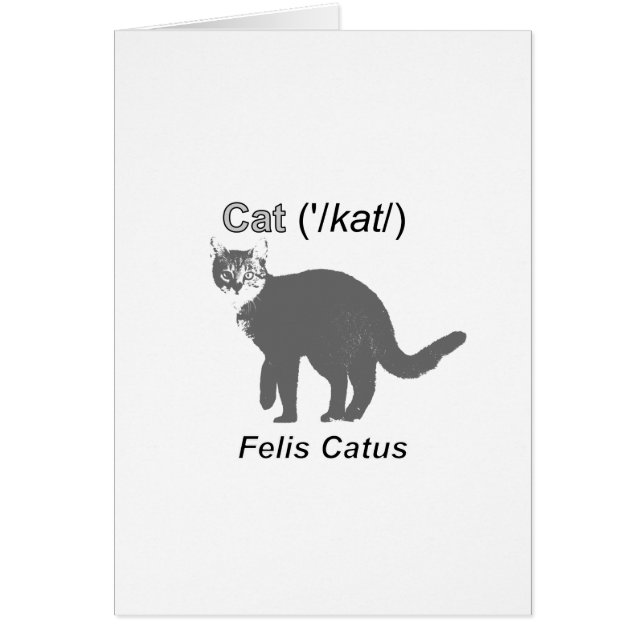 Cat Felis Catus (Frente)