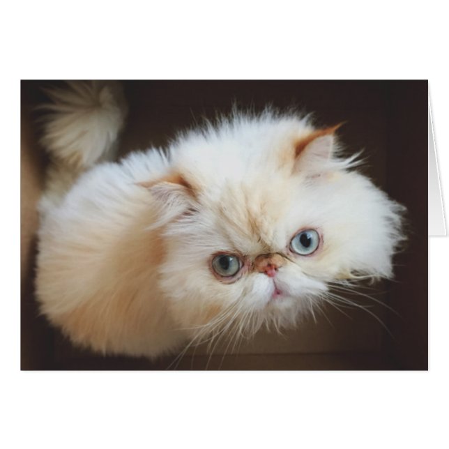 Cat In A Box (Anverso (Horizontal))