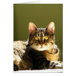 Cat In Sun