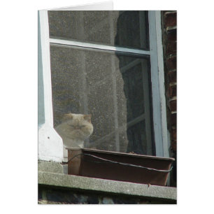 Cat in Window