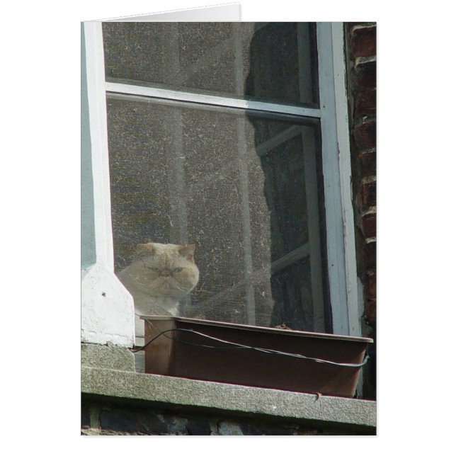Cat in Window (Frente)