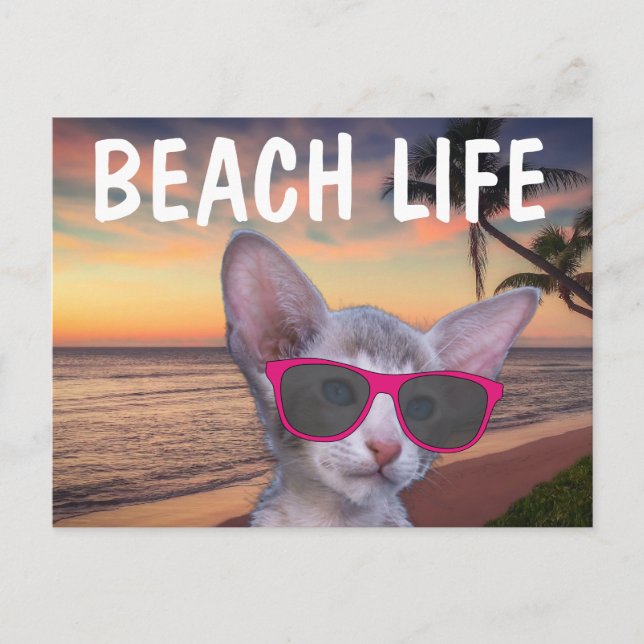 CAT KITTEN ON BEACH SUGIERE Postales (Anverso)