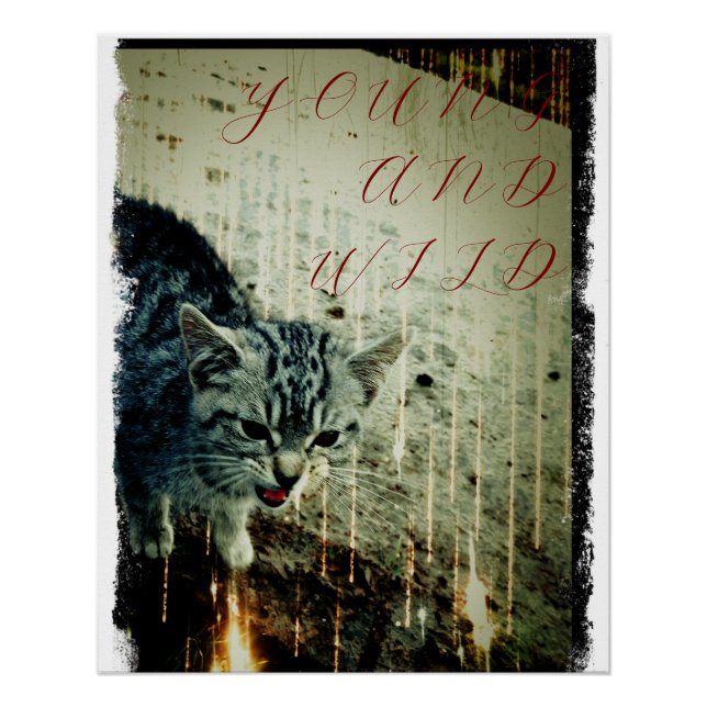 Cat Poster - Young and Wild (Anverso)