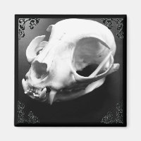 Cat Skull Taxidermy imán gótico