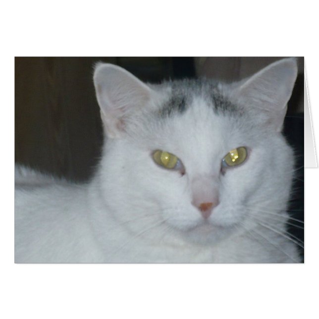 Cat Thoughts White Cat (Anverso (Horizontal))