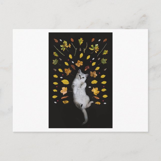 CAT Y DEJA POSTAL FOTOGRÁFICA (Anverso)