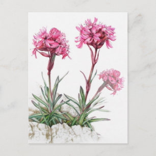 Catálogo alpino en postal de arte acuático de flor