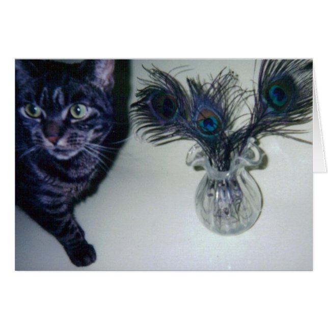 catandpeacockfeathers 001 (Anverso (Horizontal))