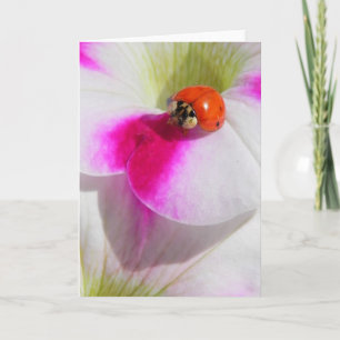 Catarina en la tarjeta de felicitación de petunia