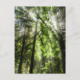 Catedral Grove luz solar para el cruce de postales