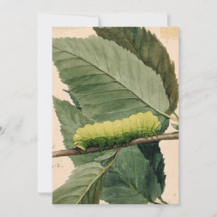 Caterpillar lunar   Abbott Handerson Thayer