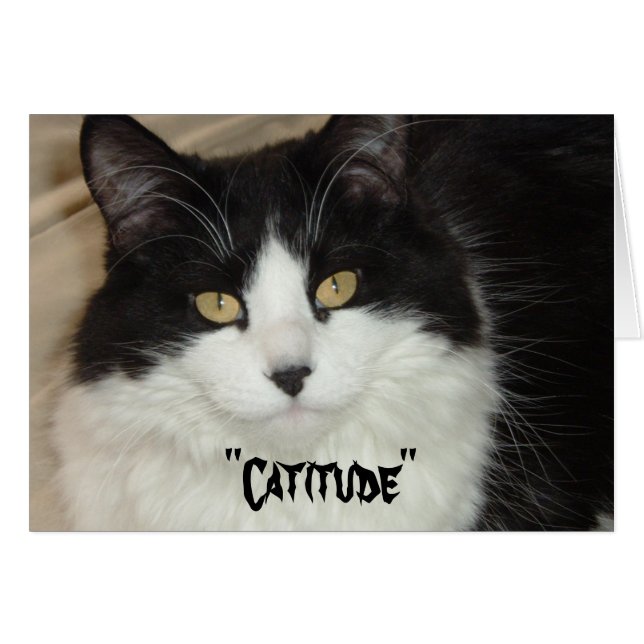 Catitude Cat with an Attitude (Anverso (Horizontal))
