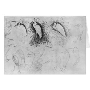Catorce egrets, el álbum de Vallardi