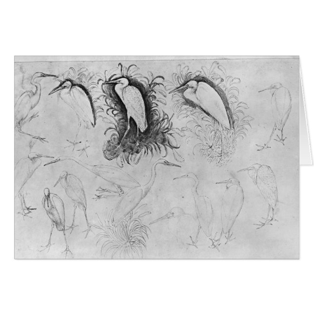 Catorce egrets, el álbum de Vallardi (Anverso (Horizontal))
