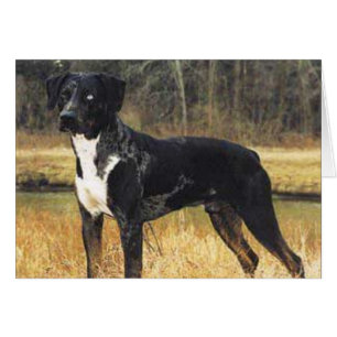 Cats Cradle Catahoula