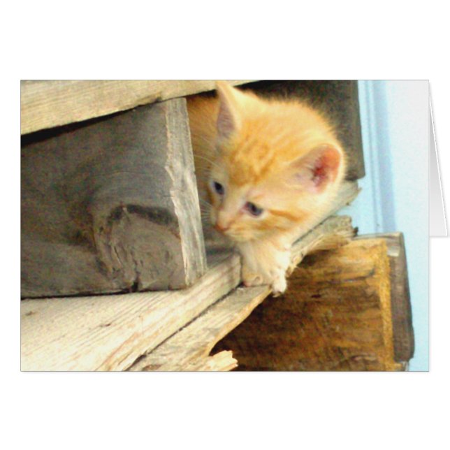 Cats de carne 1 (Anverso (Horizontal))