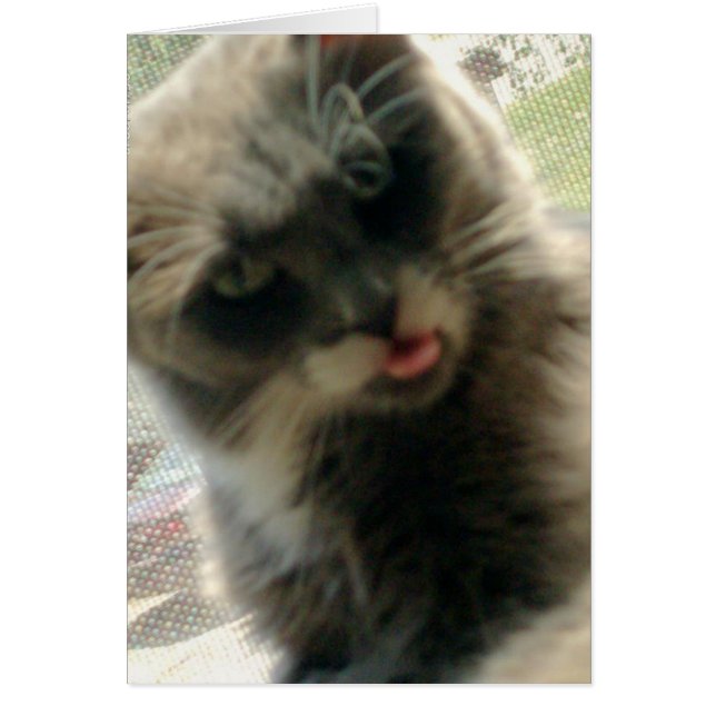 Cats de carne 2 (Frente)