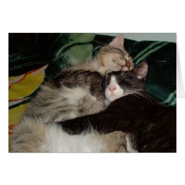 Cats de carne 3 (Anverso (Horizontal))