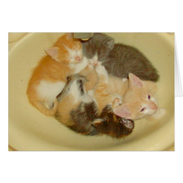 Cats de carne 4 (Anverso (Horizontal))