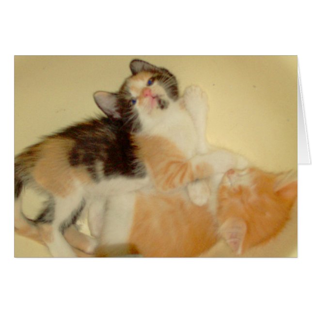 Cats de carne 5 (Anverso (Horizontal))