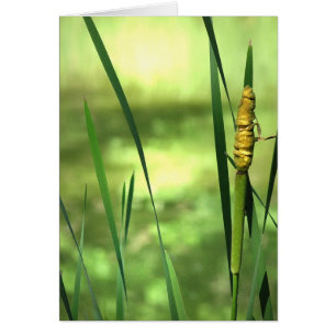 Cattails en la charca