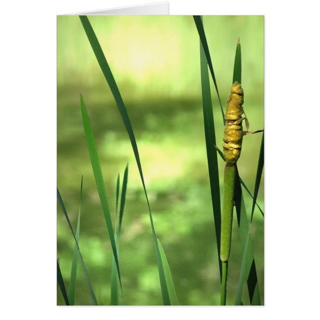 Cattails en la charca (Frente)