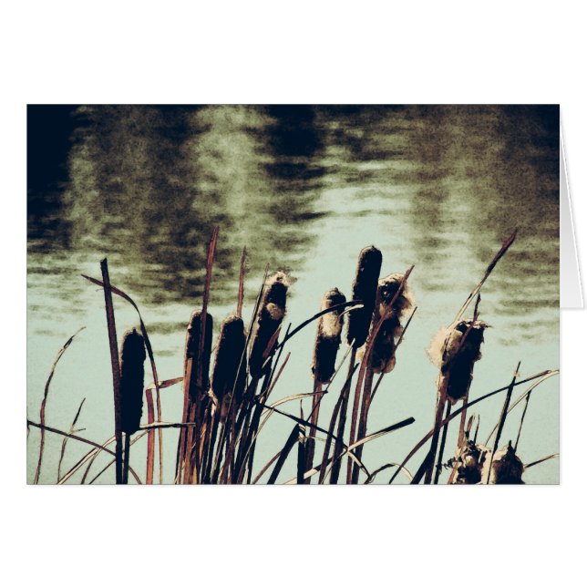Cattails, plantas de estanques (Anverso (Horizontal))