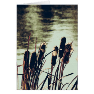Cattails, plantas de estanques