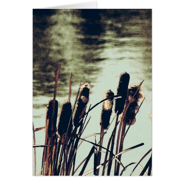 Cattails, plantas de estanques (Frente)