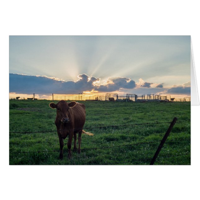 Cattle Farm Sunset (Anverso (Horizontal))