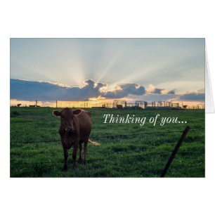 Cattle Farm Sunset Pensamiento De Tu Tarjeta