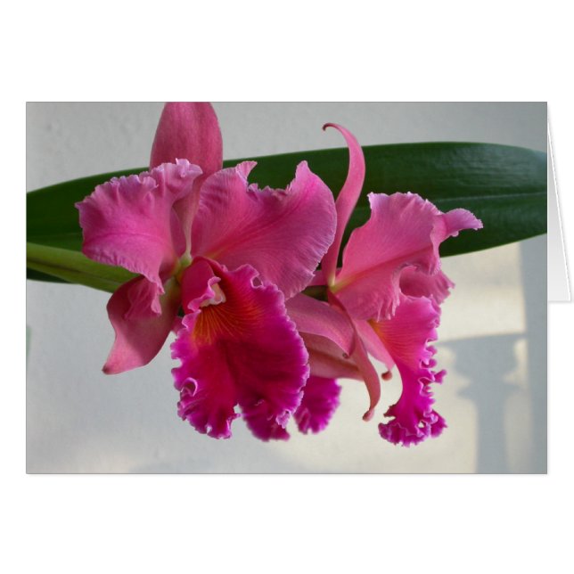 Cattleya Orchid (Anverso (Horizontal))