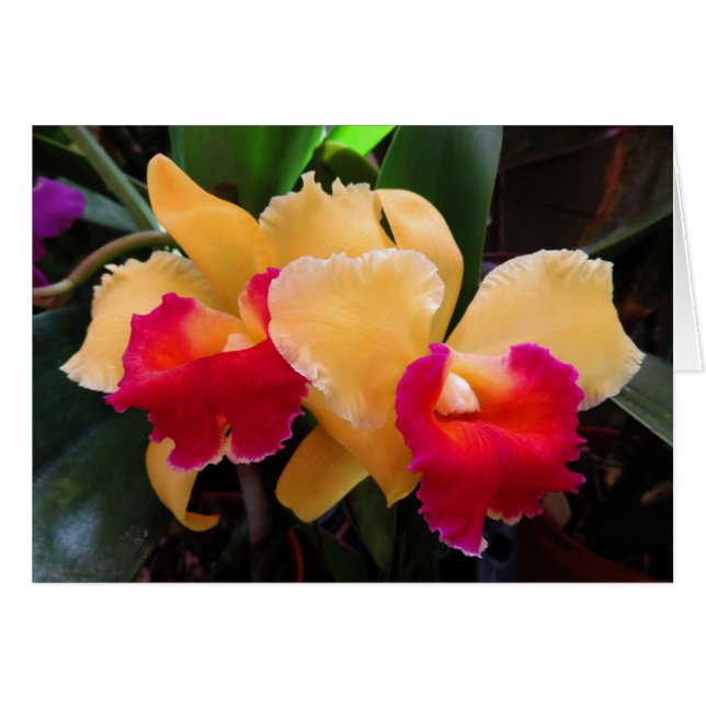 Cattleya Orchid (Anverso (Horizontal))