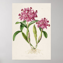 Cattleya skinneri por Bateman Impresión de orquíde