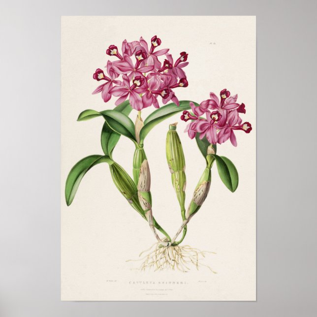 Cattleya skinneri por Bateman Impresión de orquíde (Frente)