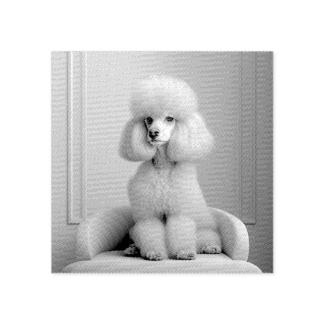 Caucho Sello de goma de caniche rosa (Impresión)