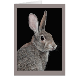 "Cauteloso" - Conejo de Cottontail