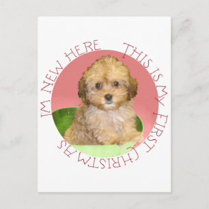 Cavachon cachorro primera Navidad