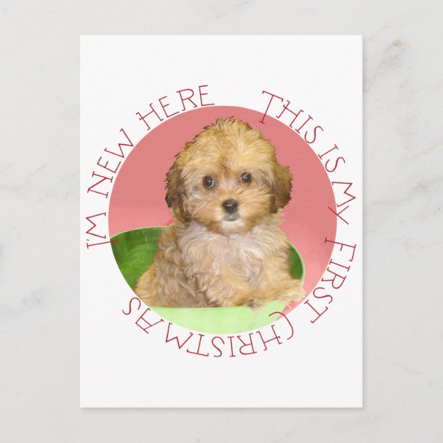 Cavachon cachorro primera Navidad (Anverso)