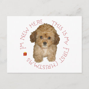 Cavachon Cachorro Primera Navidad