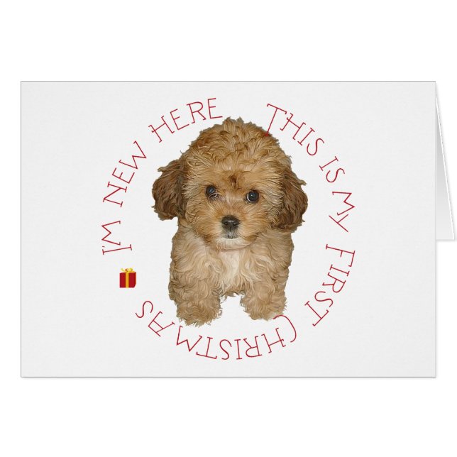 Cavachon cachorro primera Navidad (Anverso (Horizontal))