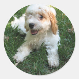 Cavachon Pegatina de teléfono fotográfico personal