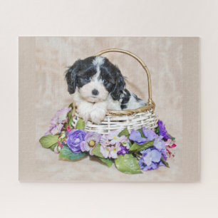 Cavachon Puppy en un rompecabezas de canasta