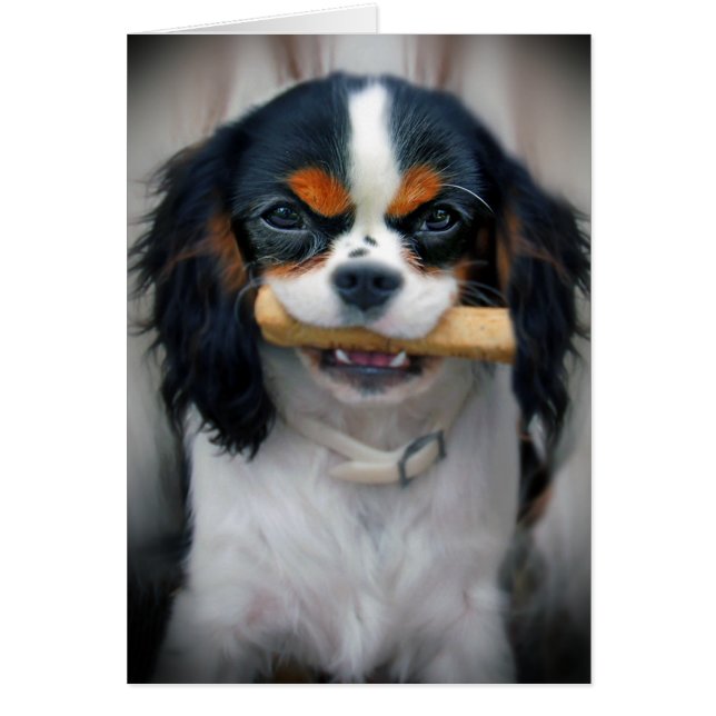Cavalier King Charles (Frente)