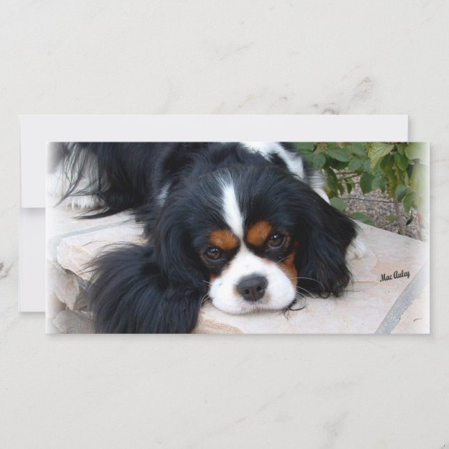 Cavalier King Charles (Anverso)
