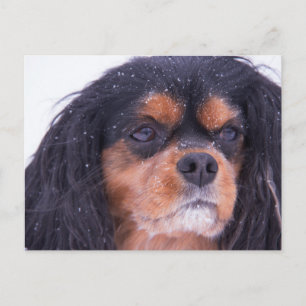 Cavalier King Charles con copos de nieve Tarjeta p