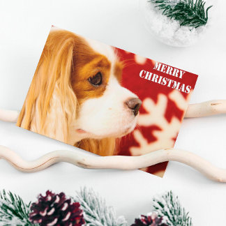Cavalier King Charles Copo de Nieve Navidad
