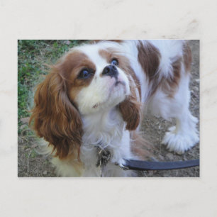 Cavalier King Charles lindo postal de perro cachor