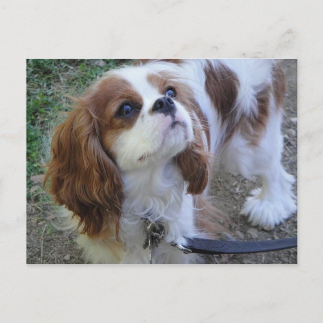 Cavalier King Charles lindo postal de perro cachor (Anverso)