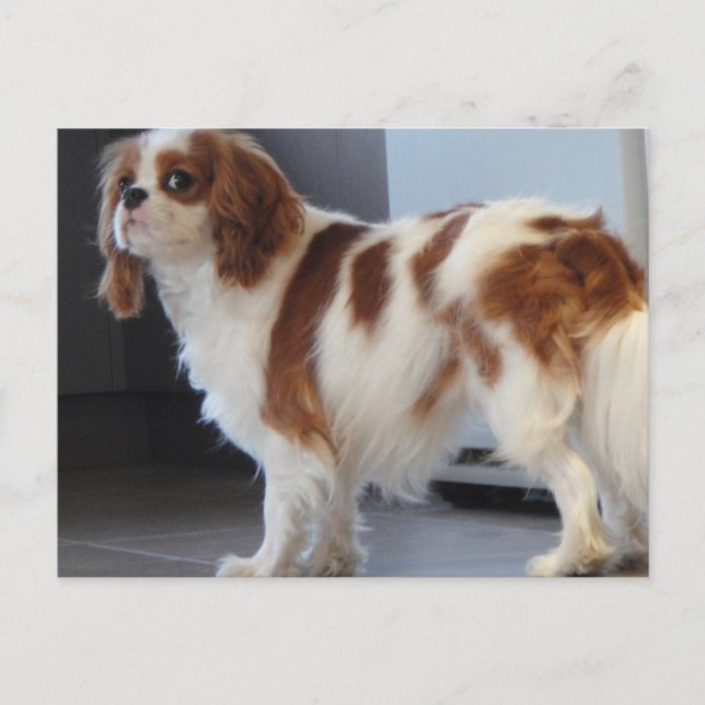 Cavalier King Charles lindo postal de perro cachor (Anverso)